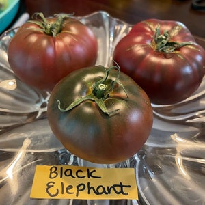 Black Elephant Tomato Seeds image 1