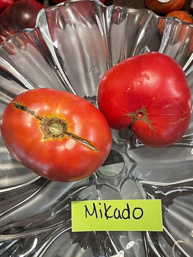 Mikado Tomato Seeds Rare Heirloom From 1886 - Etsy