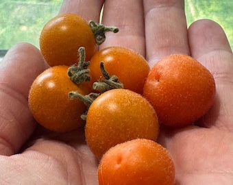 HR Woolly Currant Tomato Seeds