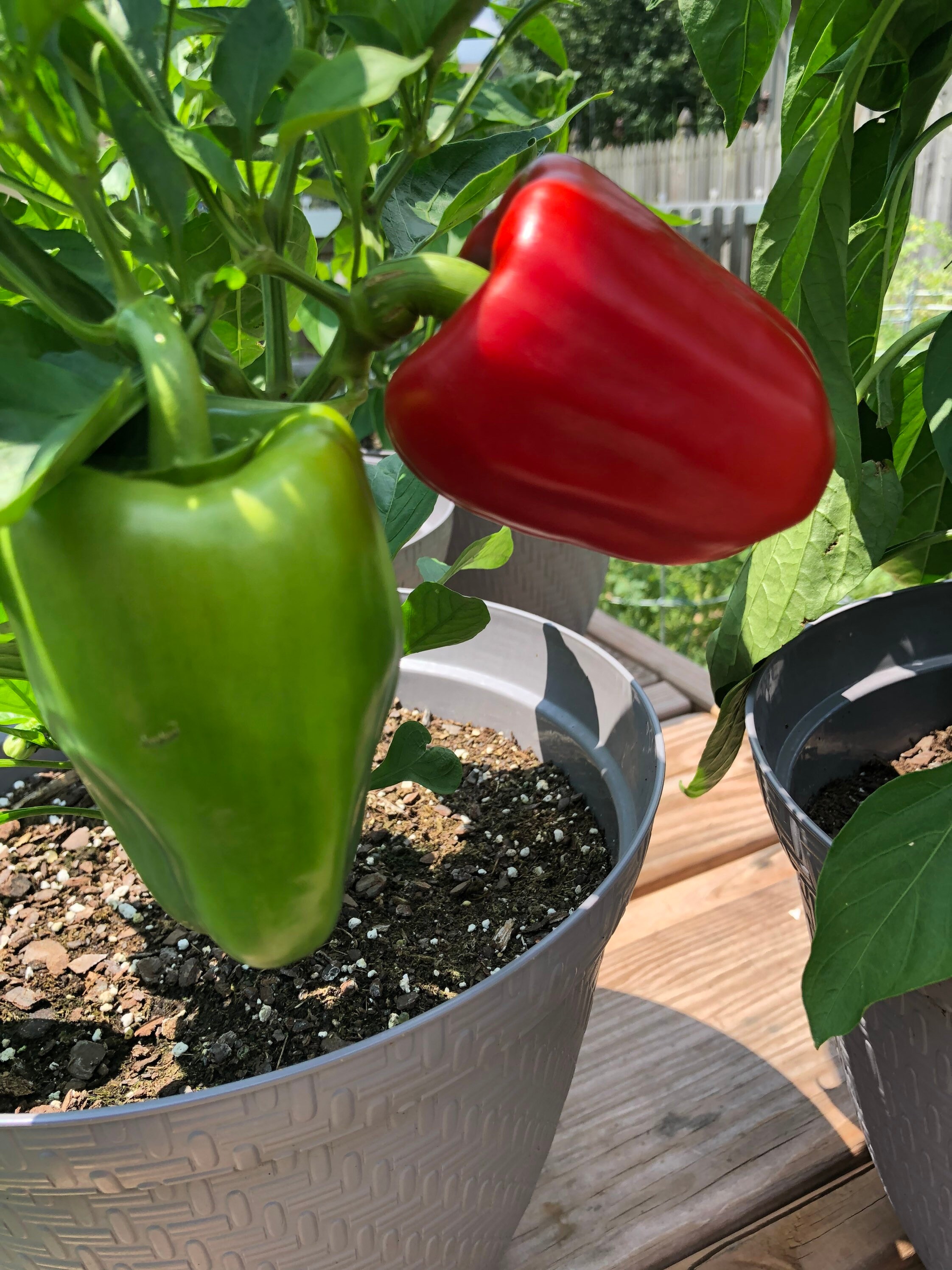 Large Sweet Red Bell Pepper Seeds Etsy UK