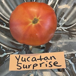 Yucatan Surprise Tomato Seeds image 5