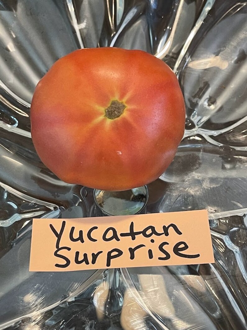 Yucatan Surprise Tomato Seeds image 5