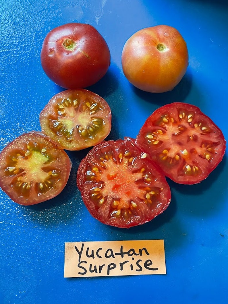 Yucatan Surprise Tomato Seeds image 6