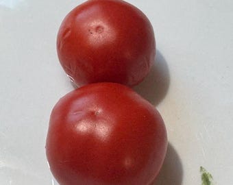 Livingston’s Dwarf Stone Tomato Seeds