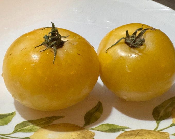 Swan's Song Tomato Seeds