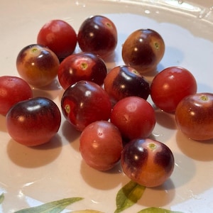Osu Blue Tomato Seeds