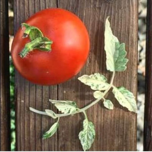 Splash of Cream Highly Variegated Tomato Seeds