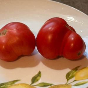 Bumpy Tomatoes Nile River Egyptian Tomato Seeds - Etsy