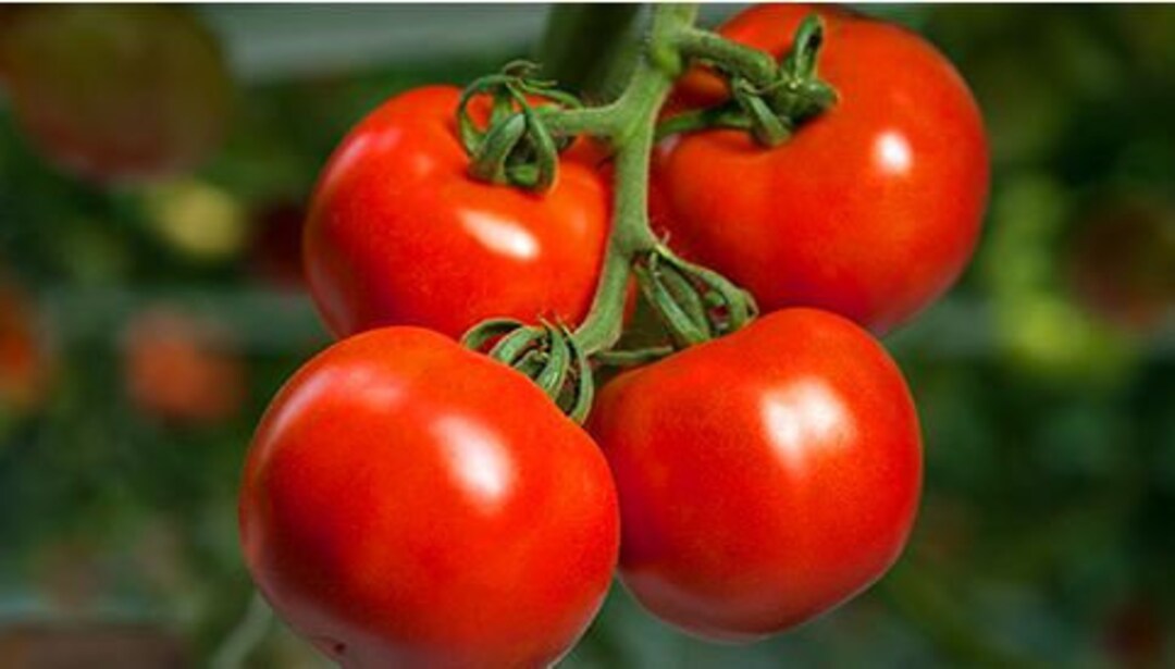 Bushel Boy Tomato Seeds Etsy