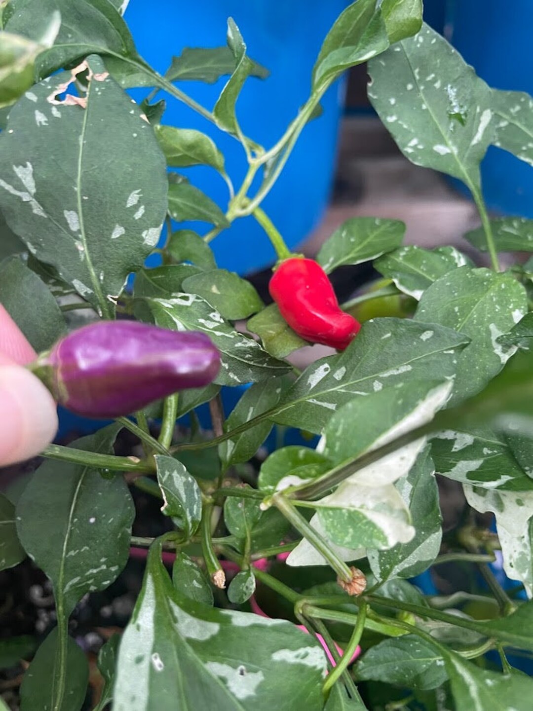 CP275 Variegated Italy Pepper Seeds Etsy