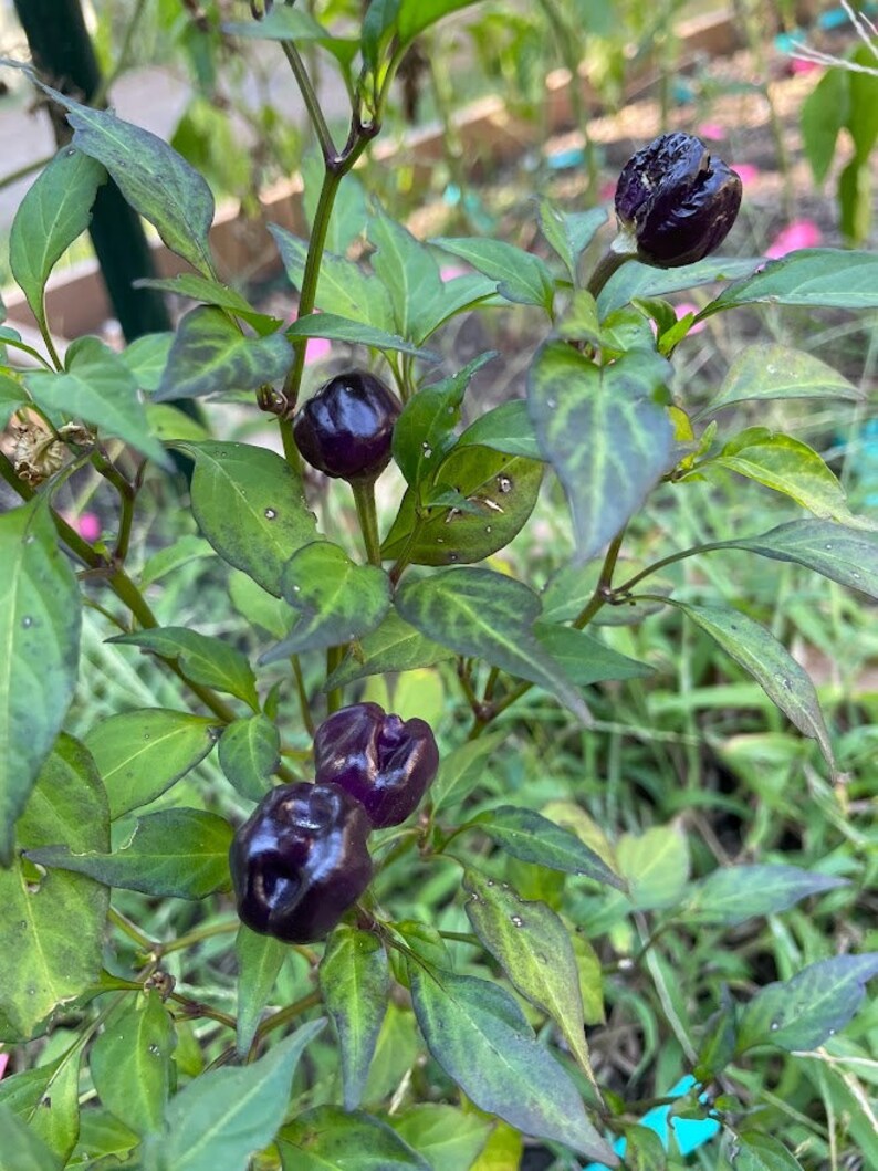 Purple Pumpkin Pepper Seeds Etsy