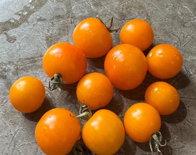 Madara Tomato Seeds