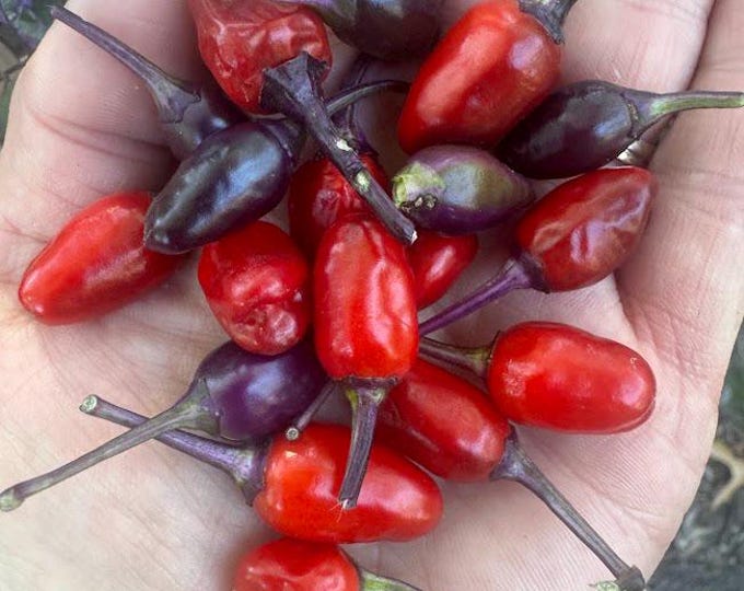 CP275 Variegated Italy Pepper Seeds