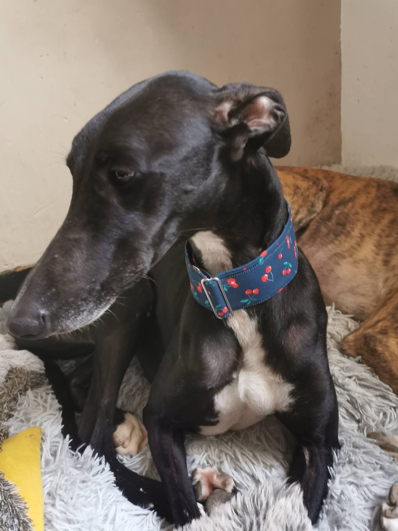 Collier Cerises Réglable Chien à Martingale, Lévrier, Barzoi Autres