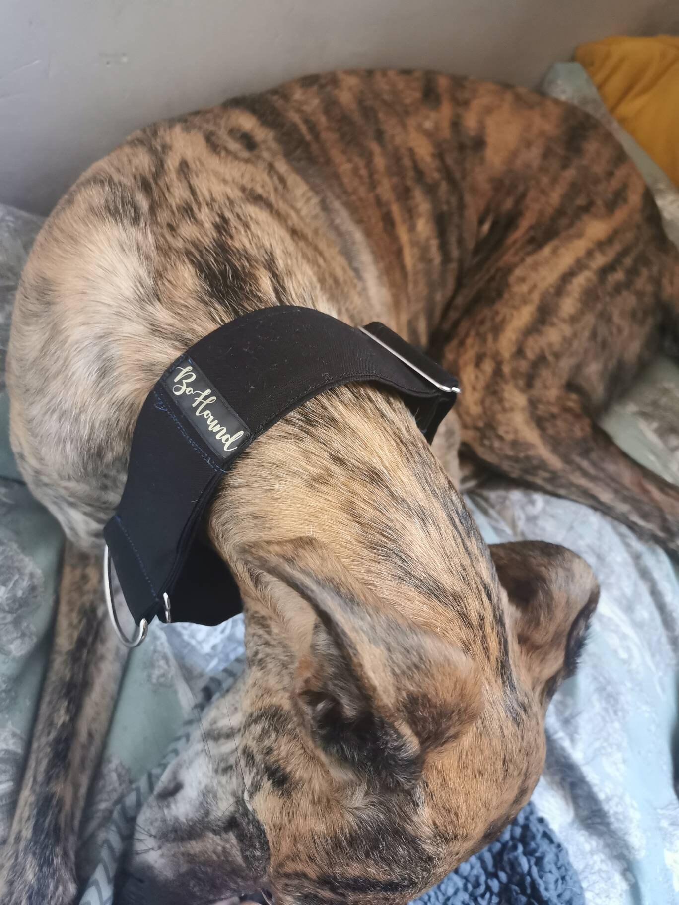Collier Réglable à Martingale Noir Pour Lévrier ou Autre Chien