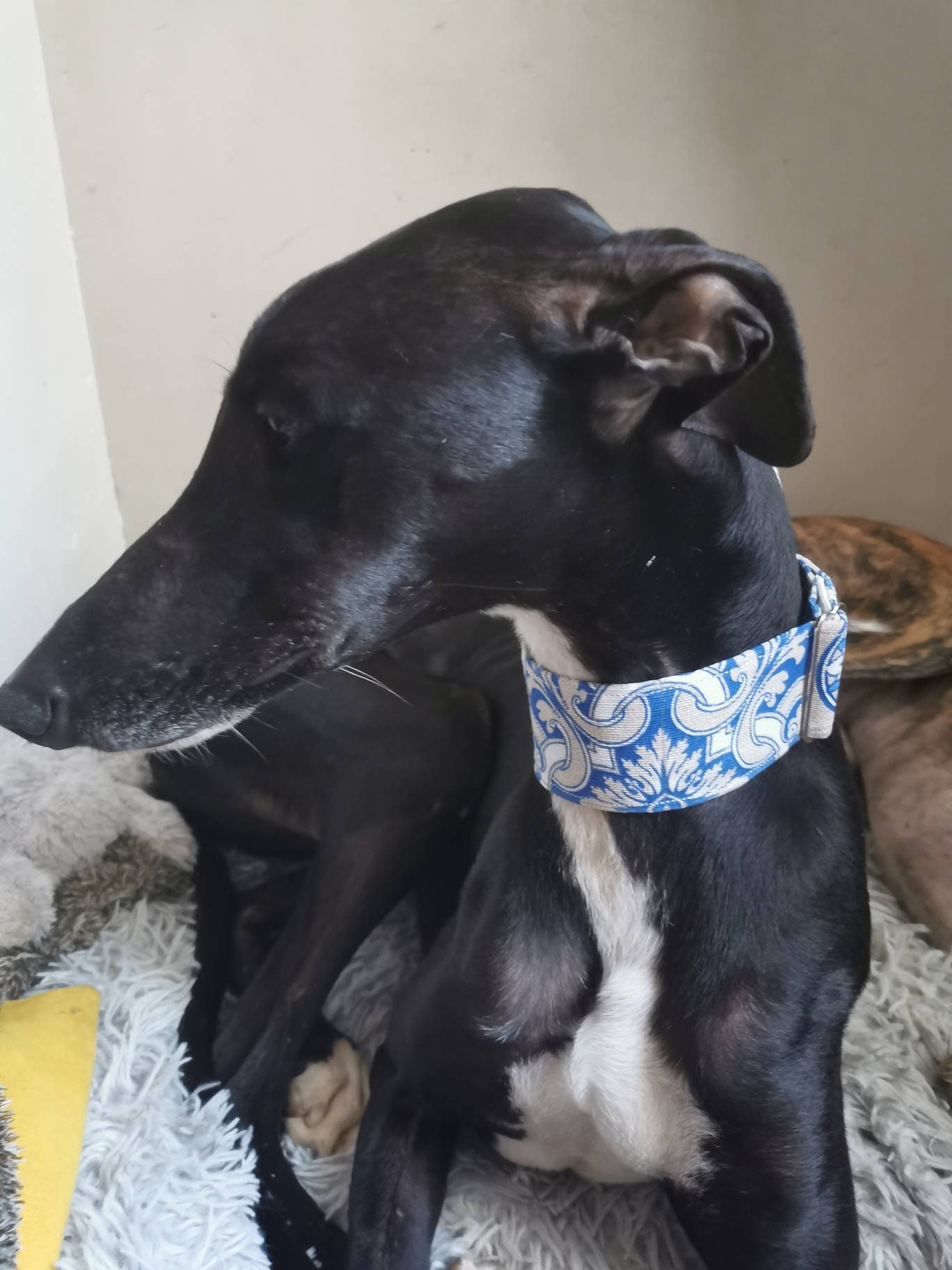 Collier Réglable à Martingale Pour Lévrier ou Autre Chien