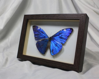 Blue Morpho Butterfly Spread and Framed - Morpho Menelaus
