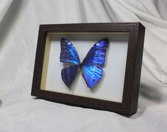 Blue Morpho Butterfly Spread and Framed - Morpho Menelaus