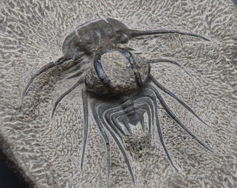 ゲラストス三葉虫化石 – 本物のデボン紀節足動物 – モロッコ – 古代の