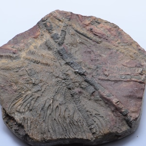 Fossil Crinoid  1kg 100% Genuine Specimen Morocco , Fossil Erfoud Crinoid