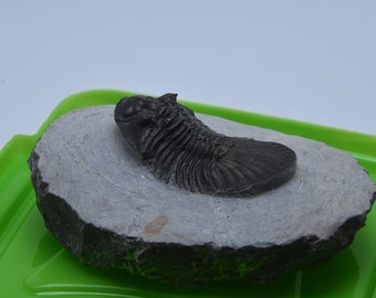 三葉虫 Walliserops trifurcatus の化石、Jbel Gara el Zguilma
