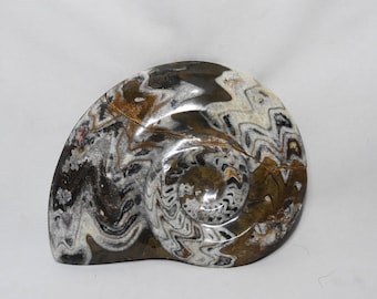 Devonian Goniatite Fossil: Mineralized Ammonite from Morocco