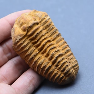 Trilobite fossile Alnif Marocco Deserto