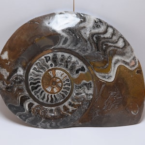 ammonite pierre fossile du maroc