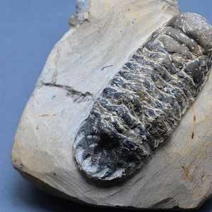 Trilobite Spiny Trilobite Koneprusia brutoni Hollardops Morocco Trilobite Erfoud