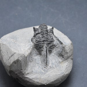 本物のホラドプス・メサクリスタタ三葉虫（化石）（母岩付き、144