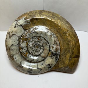 Moroccan Goniatite Ammonite Fossil: Quartz Mineralized, 350 Million Years Old