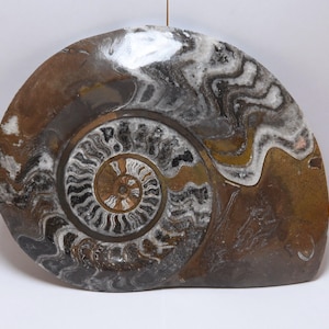 デボン紀ゴニアタイト化石：モロッコ産の鉱化アンモナイト - Etsy 日本