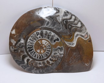 アンモナイト 化石 ゴニアタイト デボン期 エルフォード モロッコ(ZE413) アンモナイト 化石 ゴニアタイト デボン期 エルフォード