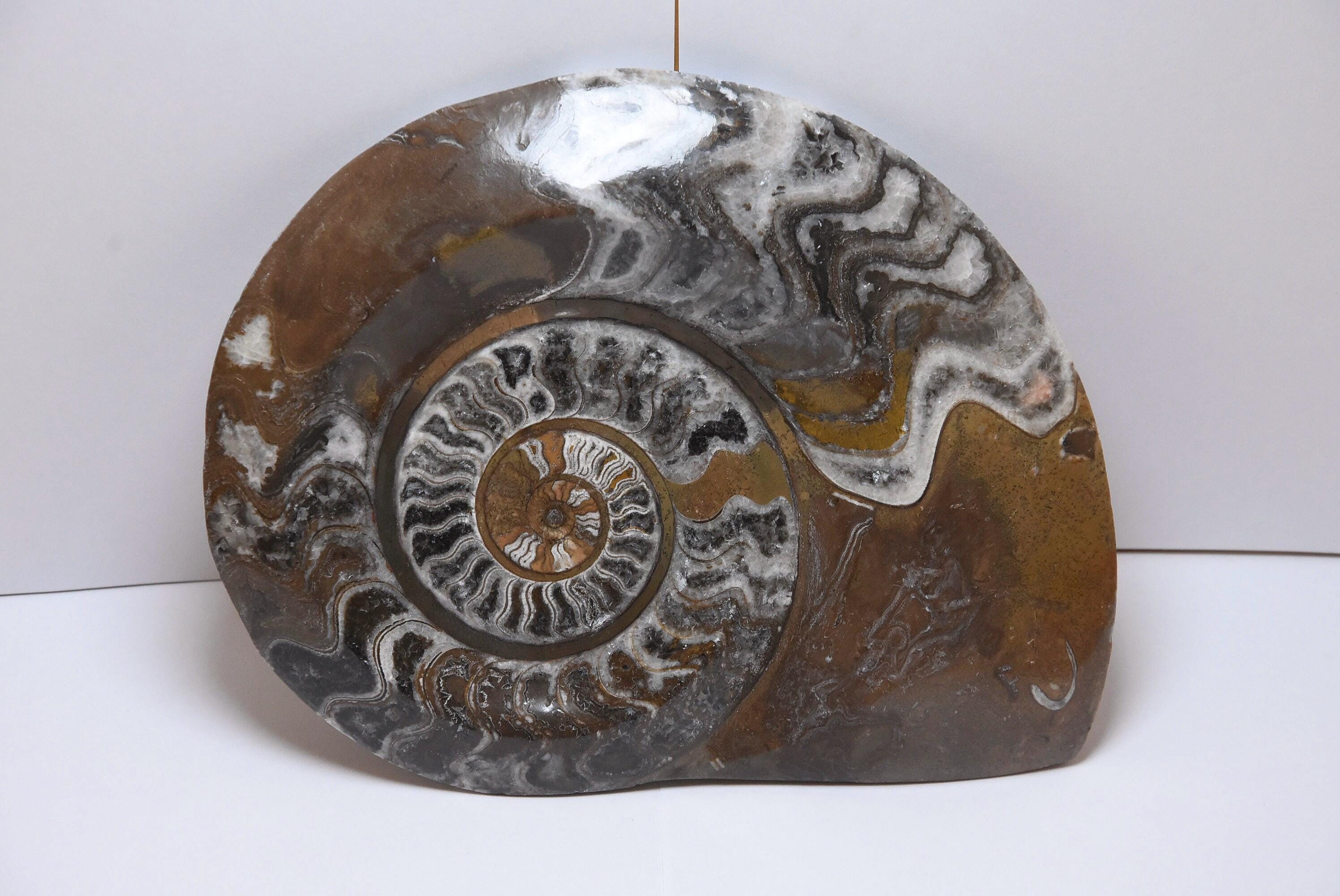 アンモナイト 化石 ゴニアタイト デボン期 エルフォード モロッコ(ZE413) モロッコ産デボン紀ゴニアタイト、アンモナイト化石 エルフード