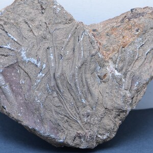 Crinoid Fossil Moroccan Erfoud