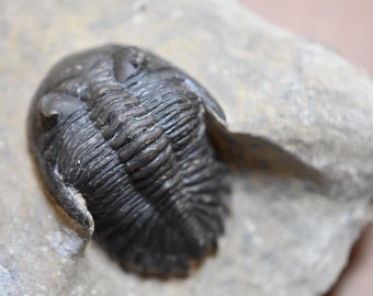 Hollardops Trilobite Fossil - Morocco - Devonian