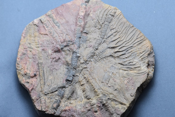 本物のウミユリ化石標本：エルフード産モロッコ、1kg - Etsy 日本