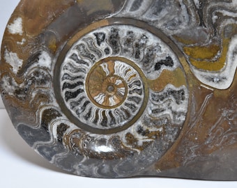 アンモナイト 化石 ゴニアタイト デボン期 エルフォード モロッコ(ZE413) アンモナイト 化石 ゴニアタイト デボン期 エルフォード