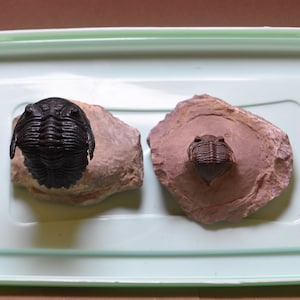 May include: Two trilobites, one black and one brown, are displayed on separate rock slabs in a light blue plastic container.