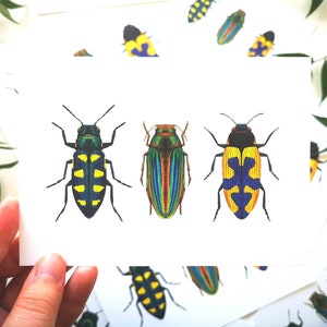 Jewel beetle art print: insect entomology illustration bug tropical wildlife art poster, wall decoration drawing natural history decor image 6