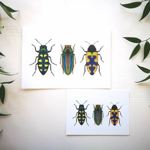 Jewel beetle art print: insect entomology illustration bug tropical wildlife art poster, wall decoration drawing natural history decor