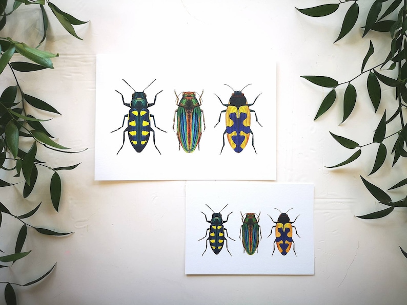 Jewel beetle art print: insect entomology illustration bug tropical wildlife art poster, wall decoration drawing natural history decor image 1