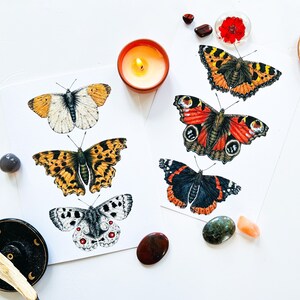 Butterfly fine art print A5: insect illustration giclee print, entomology wall art, natural history print, insect collector