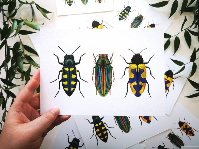 Jewel beetle art print: insect entomology illustration bug tropical wildlife art poster, wall decoration drawing natural history decor image 7