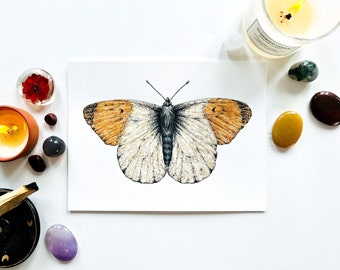 Orange tip butterfly original watercolor painting: butterfly artwork, insect illustration painting, wildlife wall art, home decoration
