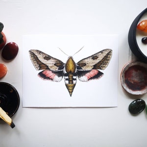 Spurge hawk moth fine art print A5: insect illustration giclee print, entomology wall art, natural history print, insect collector