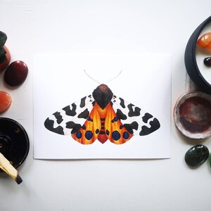 Garden tiger moth fine art print A5: insect illustration giclee print, entomology wall art, natural history print, insect collector