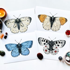 Butterfly fine art print A5: insect illustration giclee print, entomology wall art, natural history print, insect collector