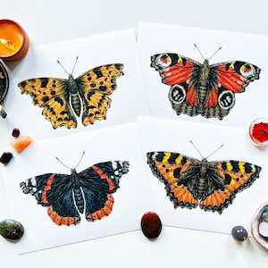 Butterfly fine art print A5: insect illustration giclee print, entomology wall art, natural history print, insect collector
