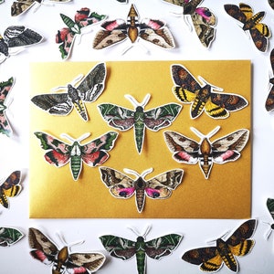 Moth vinyl sticker pack: butterfly moth sticker set, insect stationery entomology nature bullet journalling decoration, laptop phone sticker